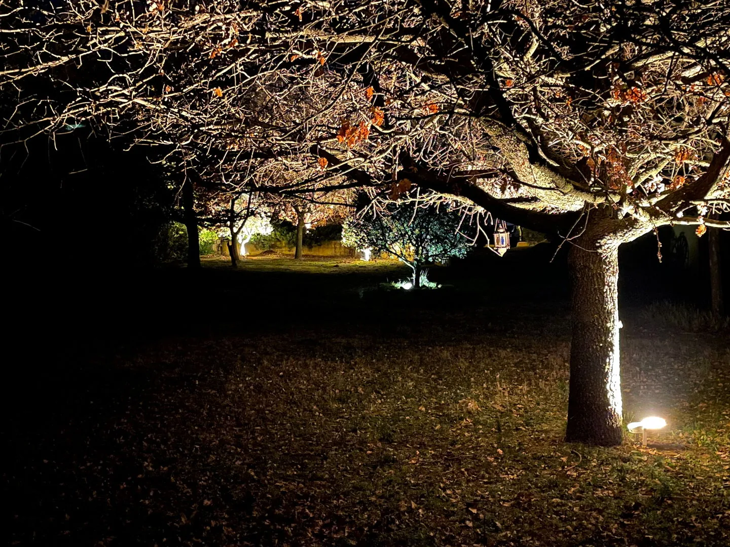 Éclairage paysager de grands arbres et cheminements extérieurs